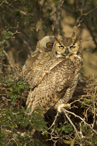 owl